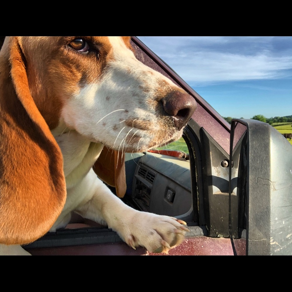 Meet your Posher, Chelsea